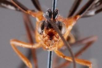 Zaglyptogastra_levisulcata_HT_head_ant_SvN
