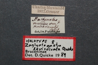 Zaglyptogastra_levisulcata_HT_labels_SvN