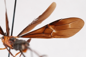 Zaglyptogastra_levisulcata_HT_wings_SvN