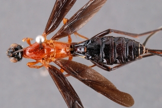 Zaglyptogastra_tomentosus_HT_body_dorsal_SvN