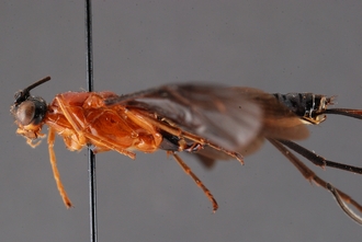 Zaglyptogastra_tomentosus_HT_body_laterl_SvN