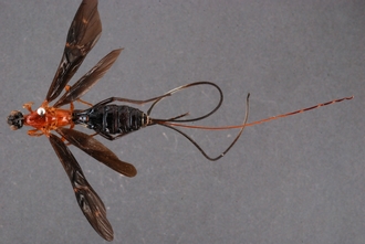 Zaglyptogastra_tomentosus_HT_habitus_dorsal_SvN