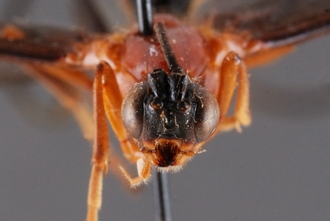 Zaglyptogastra_tomentosus_HT_head_SvN