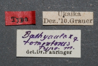 Zaglyptogastra_tomentosus_HT_labels_SvN