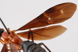 Zaglyptogastra_tomentosus_HT_wings_SvN