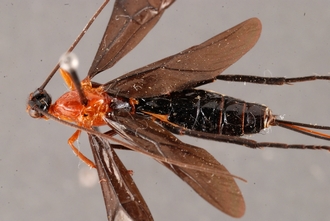 Zaglyptogastra_virgulivena_HT_body_dorsal_SvN