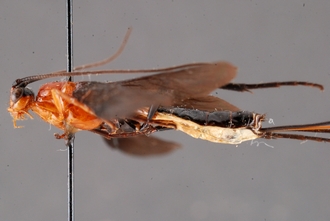 Zaglyptogastra_virgulivena_HT_body_lateral_SvN