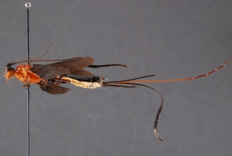Zaglyptogastra_virgulivena_HT_habitus_lateral_SvN