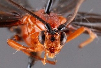 Zaglyptogastra_virgulivena_HT_head_ant_SvN