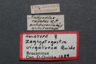 Zaglyptogastra_virgulivena_HT_labels_SvN