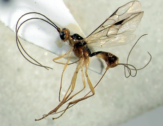 Charmon ramagei_habitus
