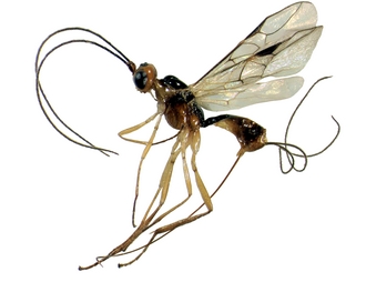 Charmon ramagei_habitus_detoure
