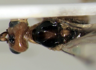 Charmon ramagei_head&mesoscutum