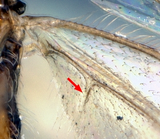 Charmon ramagei_hind wing detail