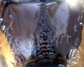 Charmon ramagei_propodeum