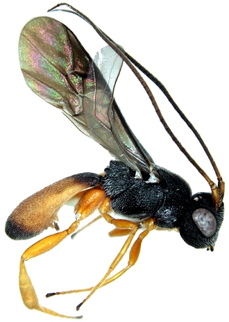 Ascogaster_kibalensis_habitus_lateral
