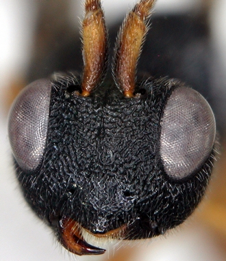 Ascogaster_kibalensis_head_face