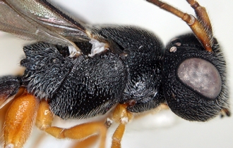 Ascogaster_kibalensis_mesosoma_lateral
