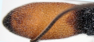 Ascogaster_kibalensis_metasoma_dorsal