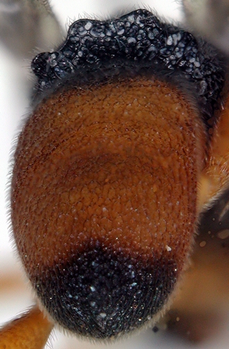 Ascogaster_kibalensis_propodeum_metasoma_dorsal_apical