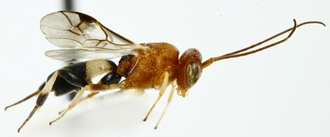 Chelonus_M_madagaskariensis_habitus_lateral