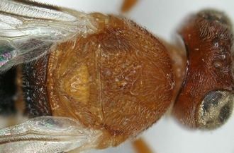 Chelonus_M_madagaskariensis_mesosoma_dorsal