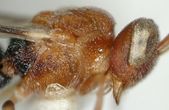 Chelonus_M_madagaskariensis_mesosoma_lateral