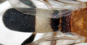 Chelonus_M_madagaskariensis_metasoma_dorsal