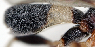Chelonus_M_madagaskariensis_metasoma_lateral