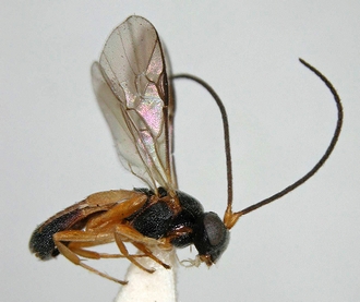 Chelonus_M_matilei_female_habitus_lateral