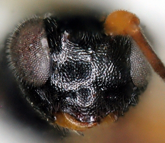 Chelonus_M_matilei_head_face