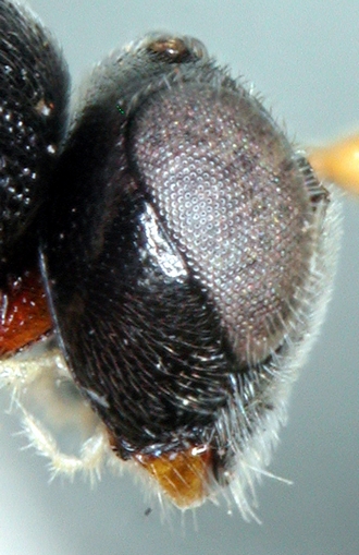 Chelonus_M_matilei_head_lateral