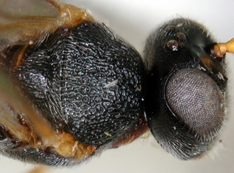 Chelonus_M_matilei_head_mesosoma_dorsal