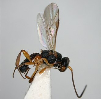Chelonus_M_matilei_male_habitus_lateral