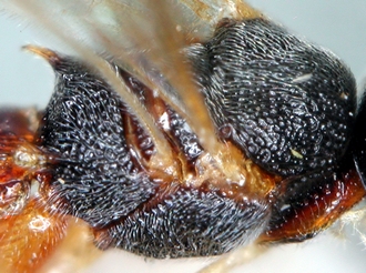 Chelonus_M_matilei_mesosoma_dorsal