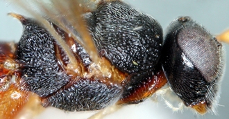 Chelonus_M_matilei_mesosoma_lateral
