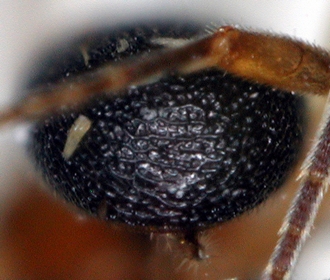 Chelonus_M_matilei_metasoma_apical