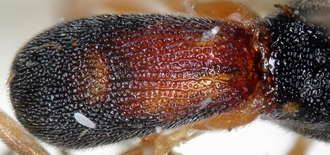 Chelonus_M_matilei_metasoma_dorsal