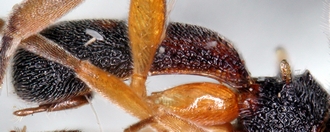 Chelonus_M_matilei_propodeum_metasoma_lateral