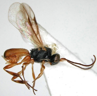 Chelonus_M_mayi_habitus_lateral