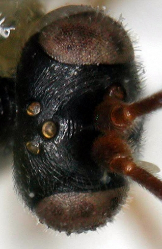 Chelonus_M_mayi_head_dorsal