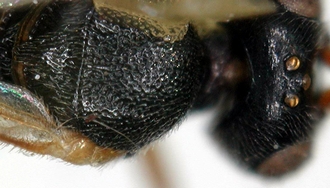 Chelonus_M_mayi_head_mesosoma_dorsal