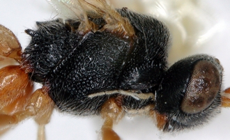 Chelonus_M_mayi_mesosoma_lateral
