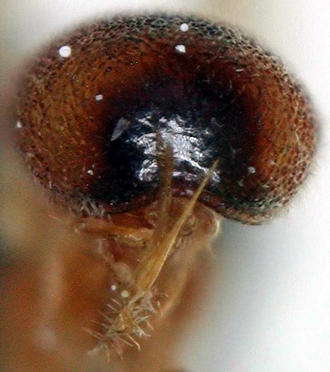 Chelonus_M_mayi_metasoma_apical