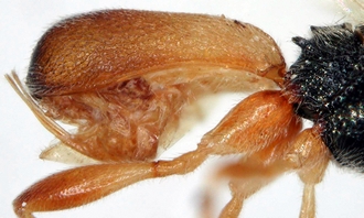 Chelonus_M_mayi_metasoma_lateral