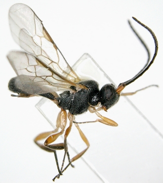 Chelonus_M_merdicus_habitus_lateral