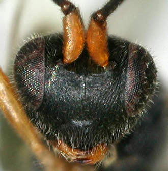 Chelonus_M_merdicus_head_face