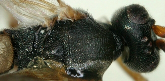 Chelonus_M_merdicus_head_mesosoma_dorsal