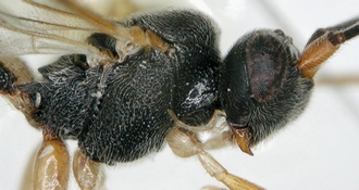 Chelonus_M_merdicus_mesosoma_lateral