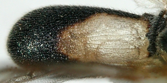 Chelonus_M_merdicus_metasoma_dorsal